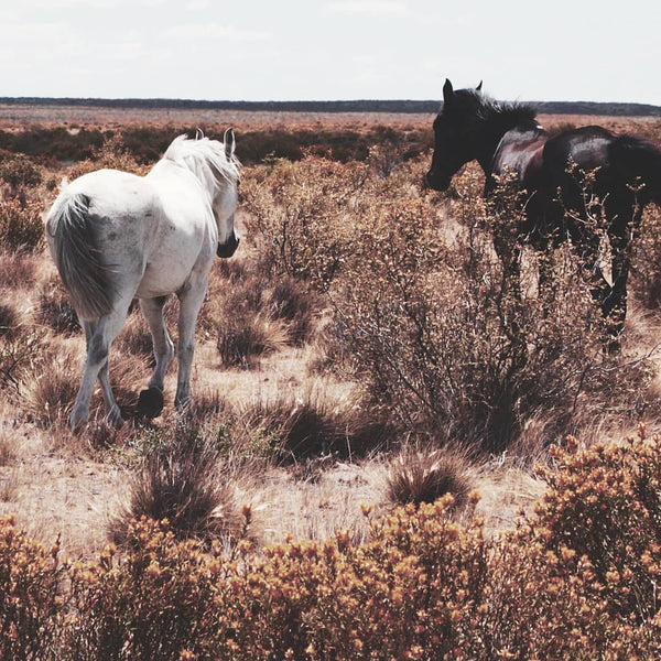 mustangs