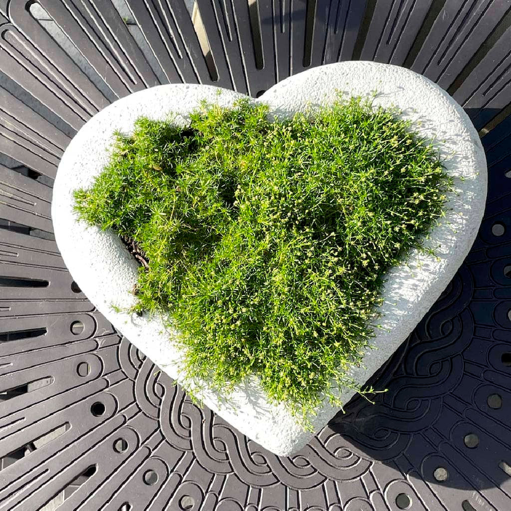 image of Irish moss in a heart shaped planter on an iron table
