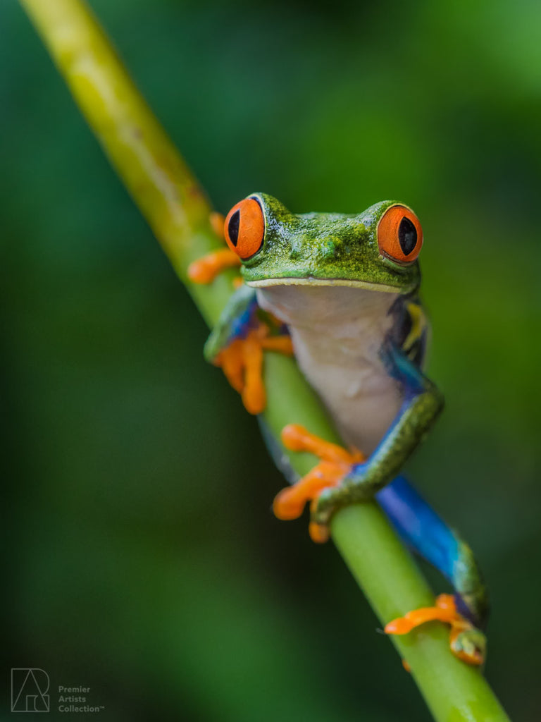 Red-Eyed Tree Frog – Premier Artists Collection