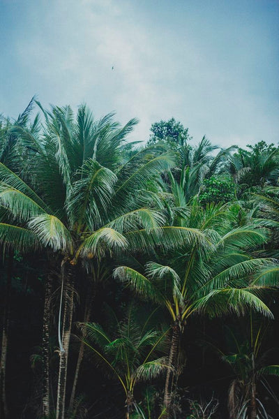 Image of palm trees and the sky