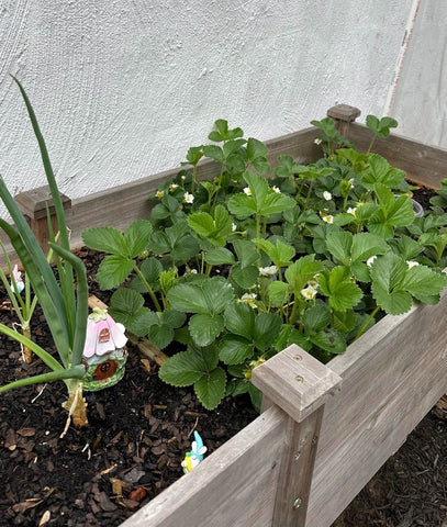 Sip_and_dip's cute garden with peanuts, peppers, garlic, strawberries, and more!