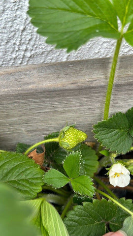 fresh strawberries growing in Sip_and_dip's garden