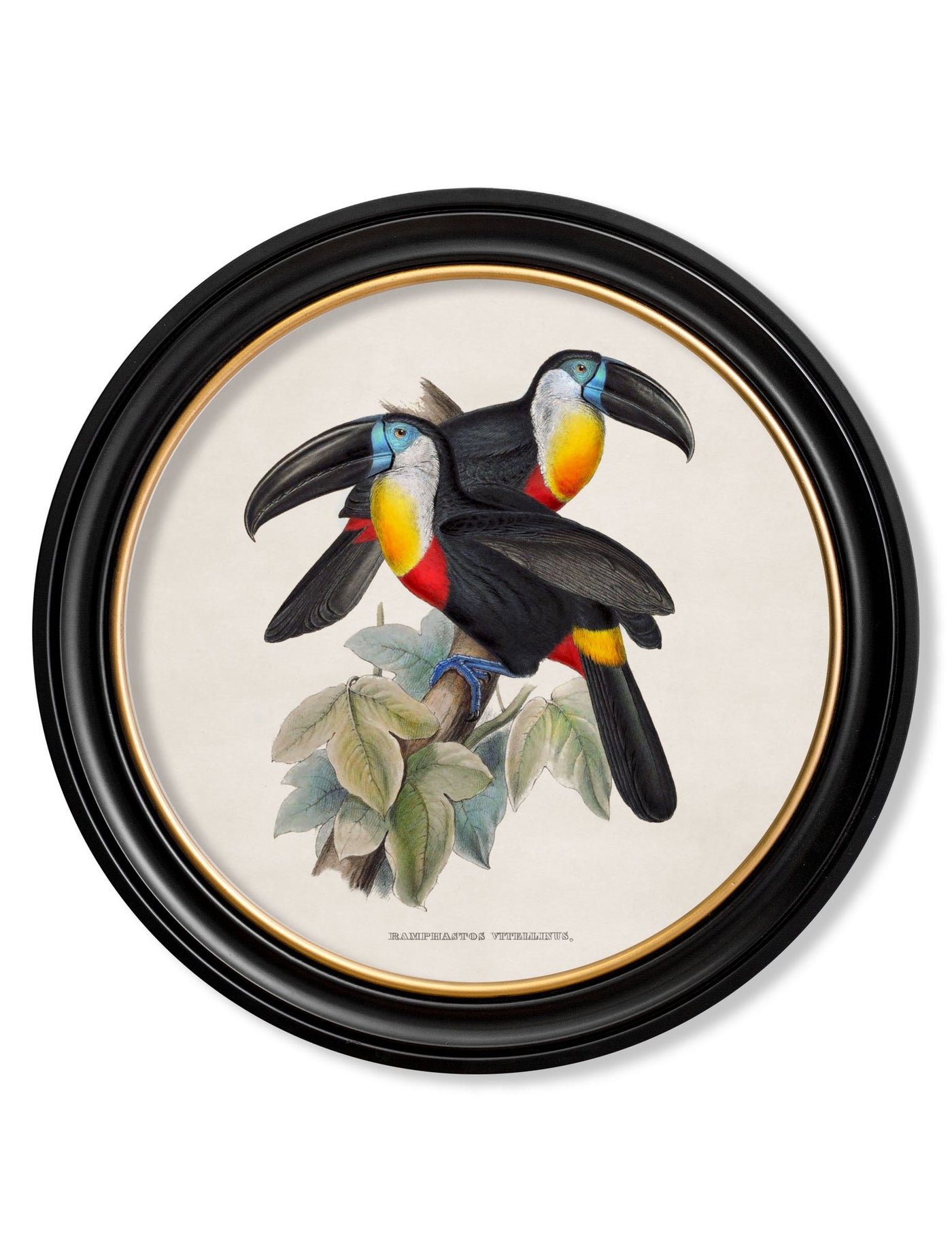C.1848 TOUCANS - ROUND FRAMES - TheArtistsQuarter