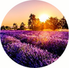 Amber Grove - Lavender Fields Fragrance