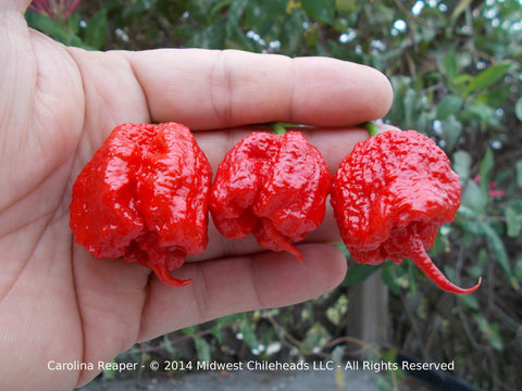 carolina reapers