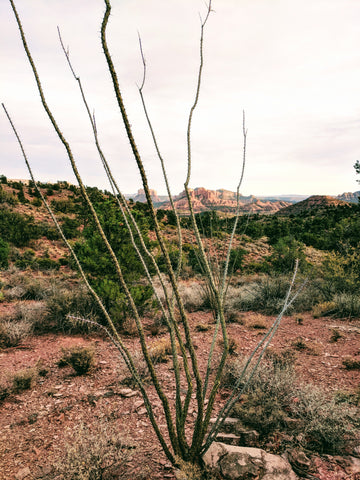 dormant ocotillo in a desert landscape