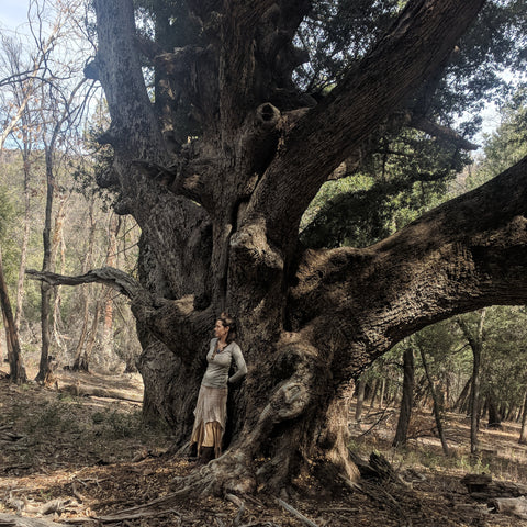 Woman leaning against ancient oak tree in the forest