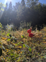 rosehips in the forest