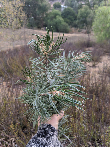 hand holding pinon leaves