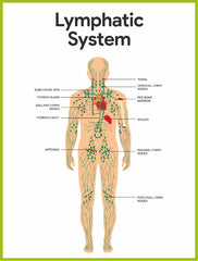 lypmh system diagram