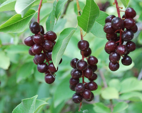 chokecherries