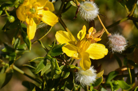 chaparral creosote flowers