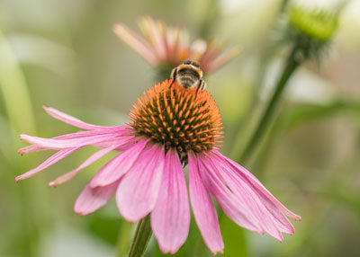 echincea and bee plum brilliance fire cider