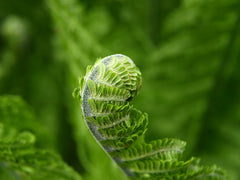 fern unfurling green plant spring sprout