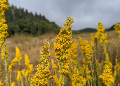 goldenrod in meadow