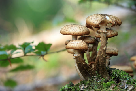 cluster of mushrooms growing from a mossy stump