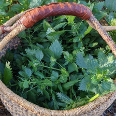 basket filled with wild nettles and spring greens foraged by Apryl of Plum Brilliance