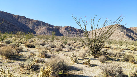 ocotillo in the desert