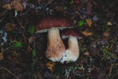 large polypore mushrooms bolete on oak forest floor