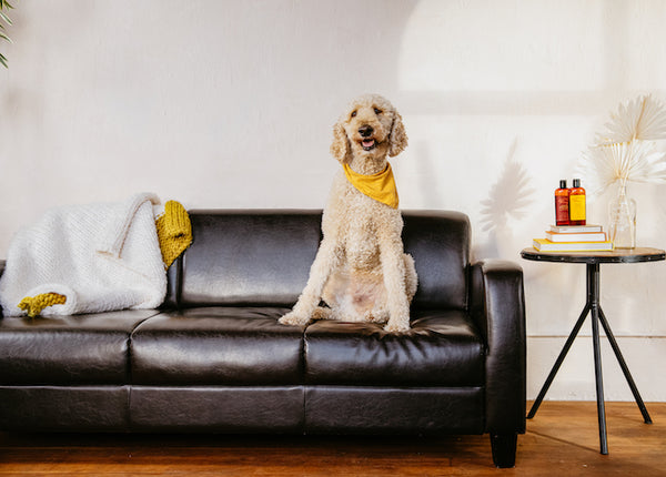 Dog on leather couch next to Leather Honey's all natural leather cleaning products