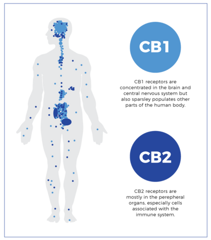cb1 and cb2 receptors of the endocannabinoid system