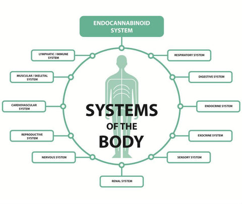 cbd and the ecs  endocannabinoid system