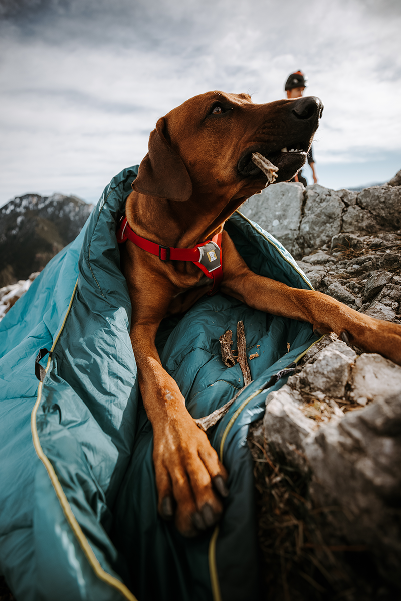 Hund mit DÄCKE 