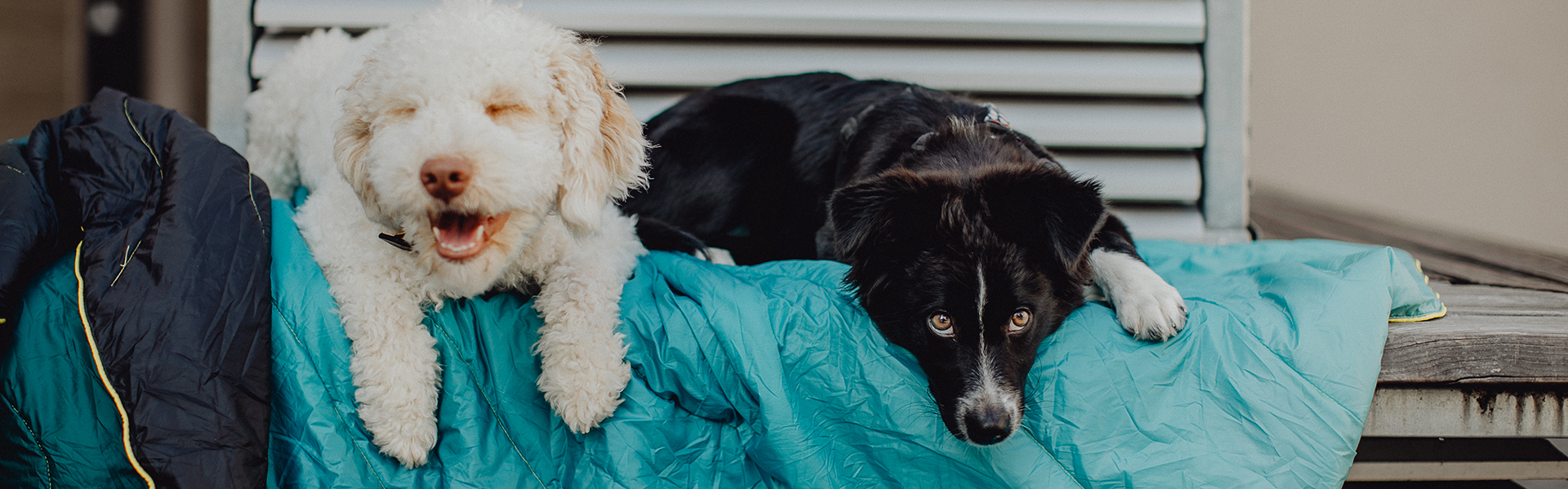 Ein weisser und ein schwarzer Hund liegen auf einer tuerkisfarbenen Campingdecke und schauen in die Kamera
