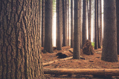 Wald und ein Baum im Fokus