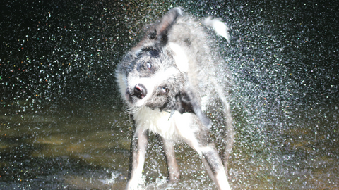 Dog shaking water off