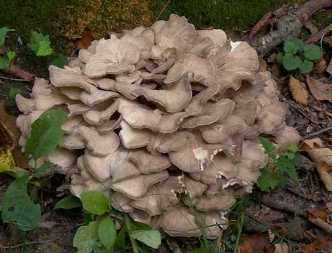 Maitake_Mushrooms