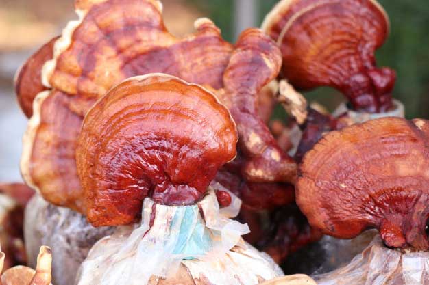 Reishi Mushrooms