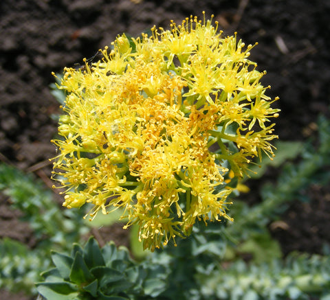 Rhodiola Rosea