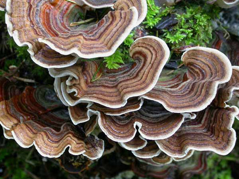 Turkey Tail Mushrooms