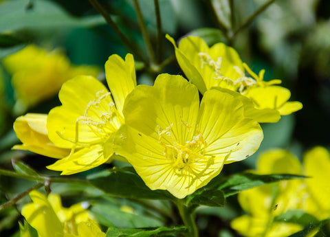 Evening Primrose Oil (Oenothera biennis)