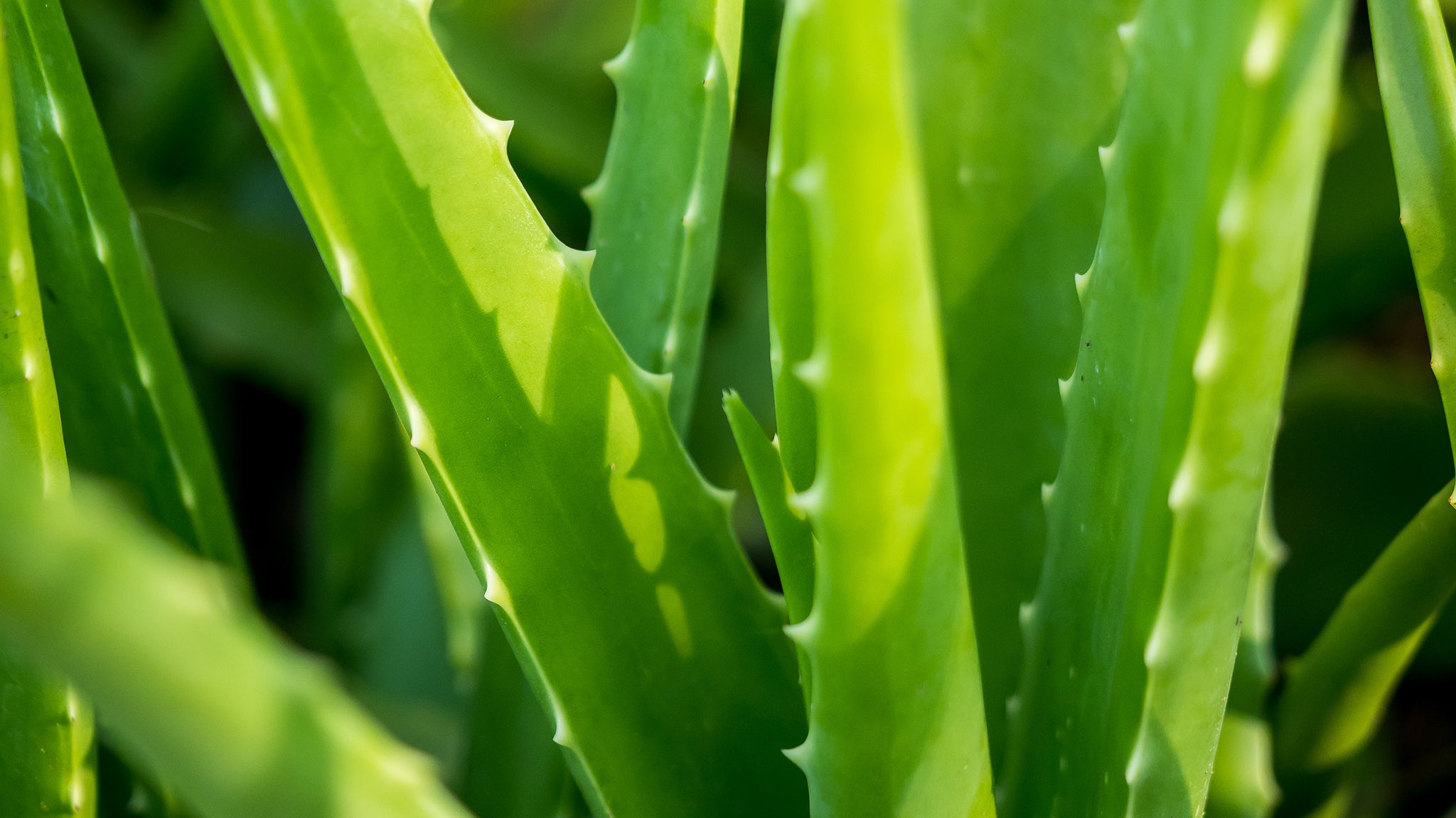 7 Aloe Vera Health Benefits You Did Not Know Natural Pain Relief