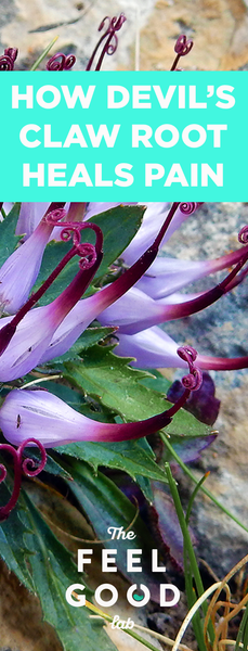 Does Devils Claw Plant Effective For Pain And Osteoarthritis?