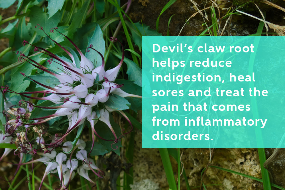 Devil's Claw Provides Natural Relief from Pain and Inflammation