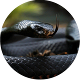 Black mamba venom numbs pain