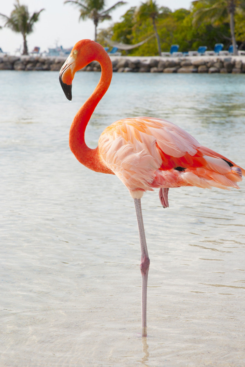 real pink flamingo
