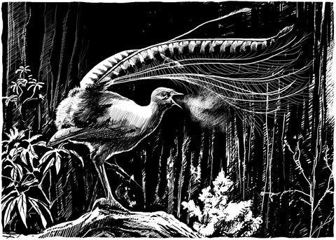 Superb Lyrebird