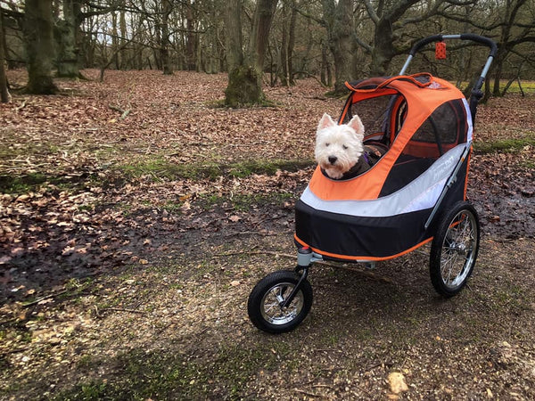 InnoPet Sporty Deluxe carrying a dog