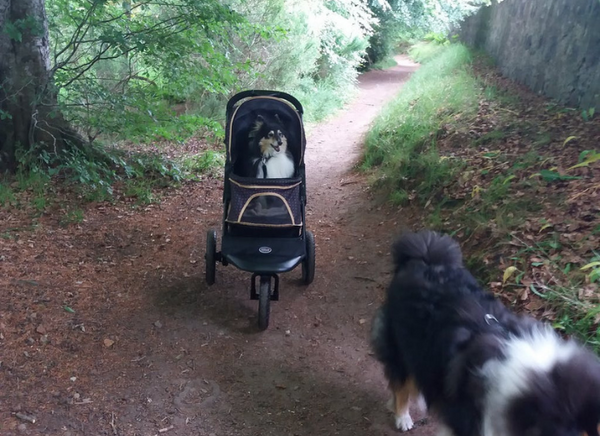 Adventure Dog Buggy for Hiking