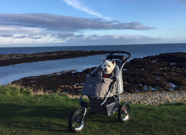 Buggy Comfort Air Dog Buggy for Hiking