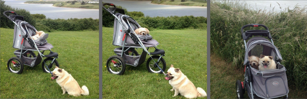 Dog Strollers Hiking