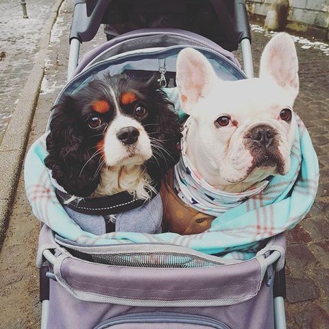 best pram for walking with dogs