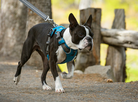 ruffwear harness sizing