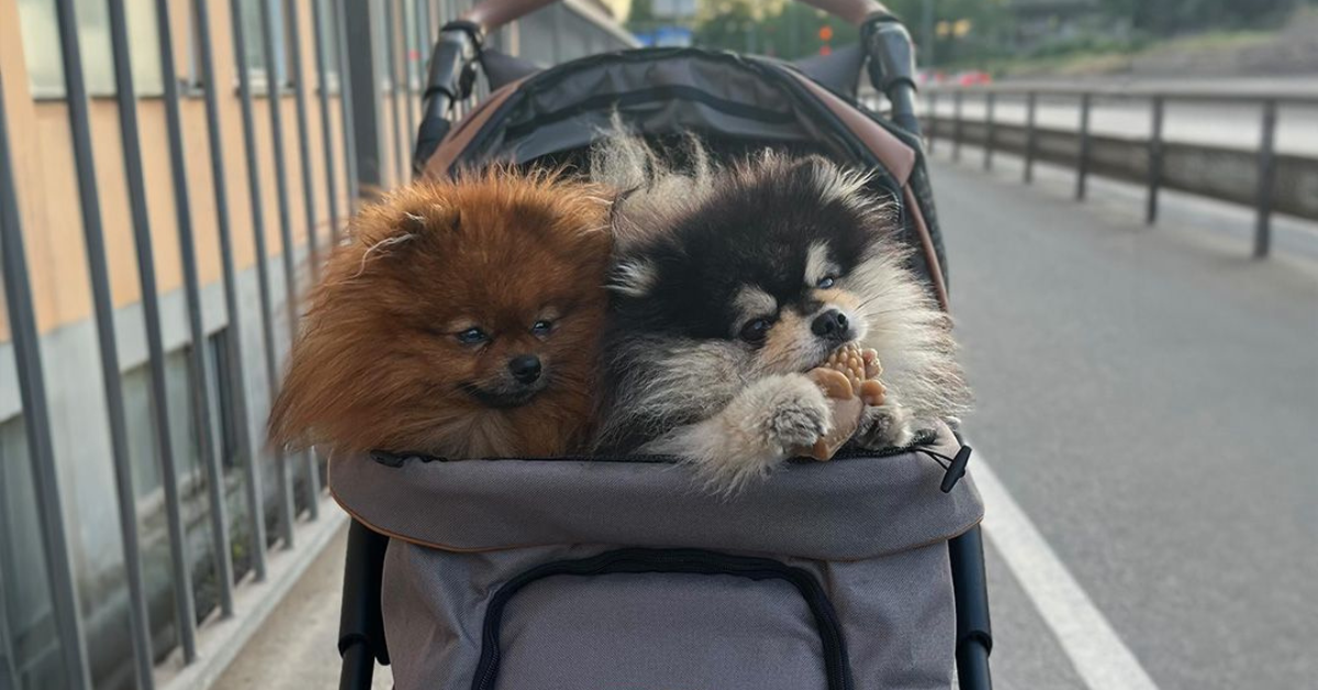 Dog Strollers for Small Dogs