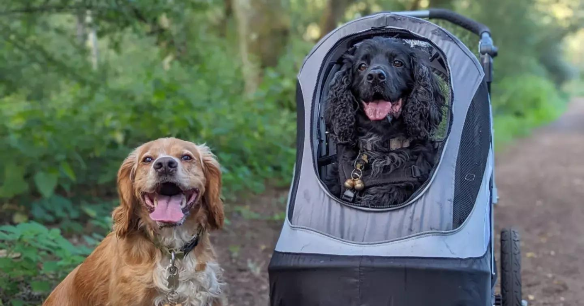 Sporty Dog Stroller - Innopet