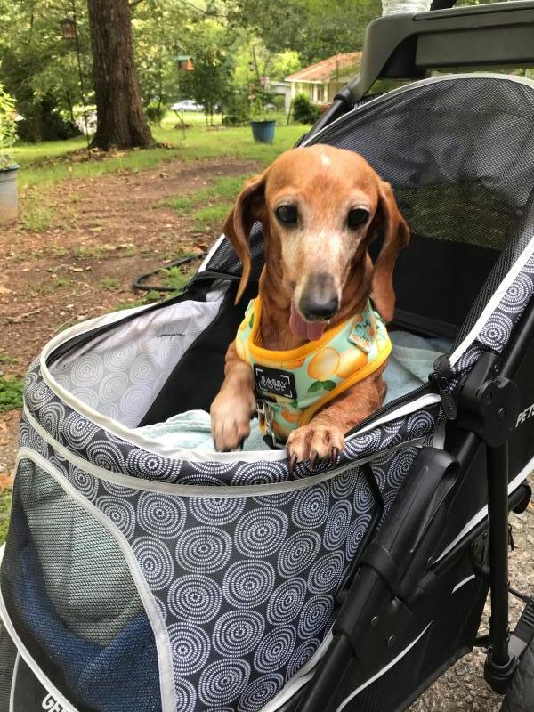 Dachshunds in carriers